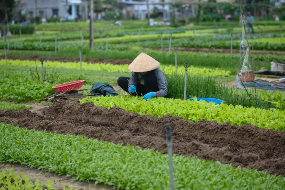 Khu ươm cây giống