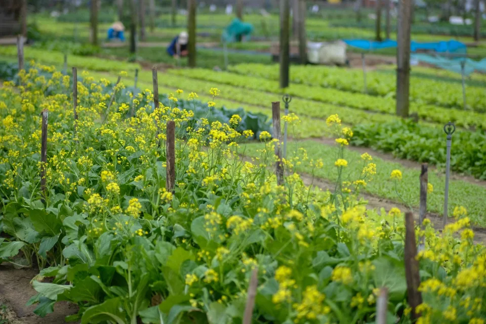 Vườn nhà Võ Thị Liệu