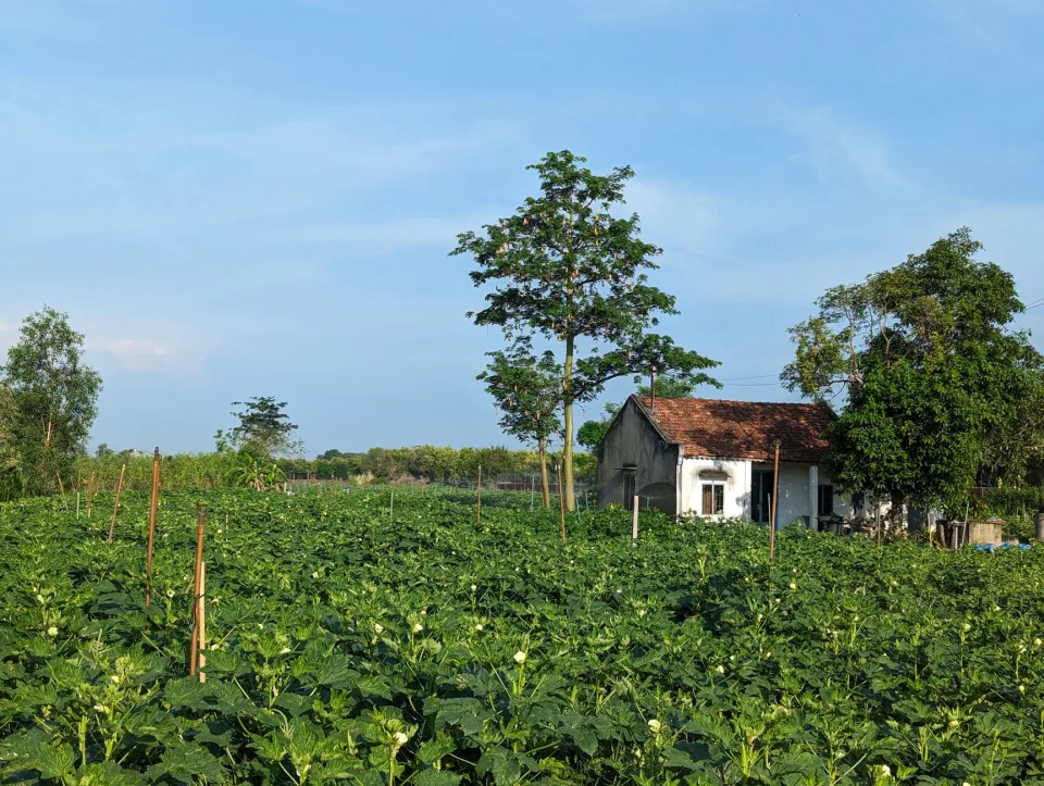 Vườn rau sau nhà