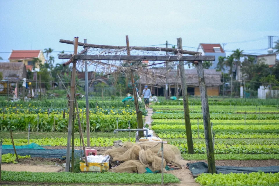 Vườn cằn cỗi — bón phân hữu cơ và tưới nhỏ giọt — trước